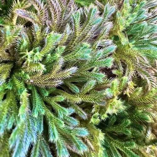 rose von jericho, blumenzwiebeln winterhart mehrjährige balkonpflanzen zimmerbonsai 2zwiebeln