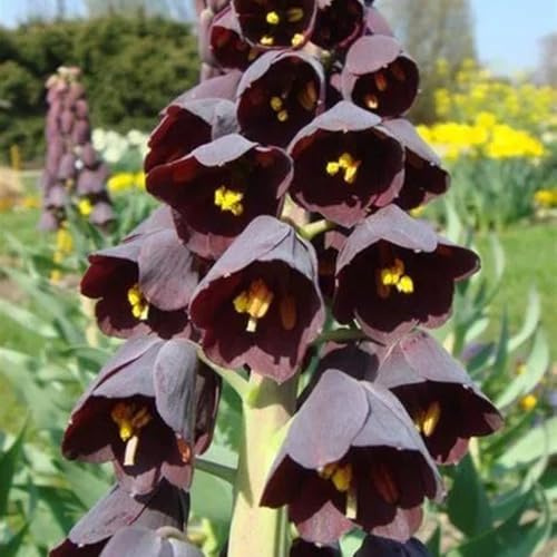 imperiale coronata - balcone giardino d'appartamento esotiche 8Rhizome