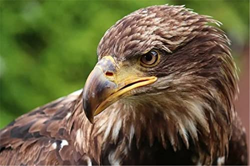 YINGXIN88 2000 Teile Puzzles für Erwachsene Puzzles 2000 Teile Adler Lernspiele Heimdekoration Puzzle Geschenke-70x100cm