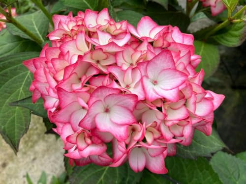 Ortensia Hydrangea macrophylla Charm pianta in vaso ø12 cm Vivaio di Castelletto