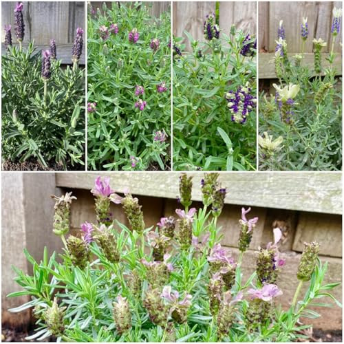 semillas de lavanda organicas, para exterior lecho, balcon, 500pcs