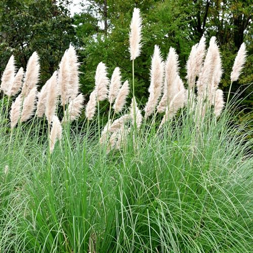 Perfect Plants - Pampas Grass Plant Cortaderia Selloana in a 17cm Pot Garden Ready Ornamental Grass - White Plume