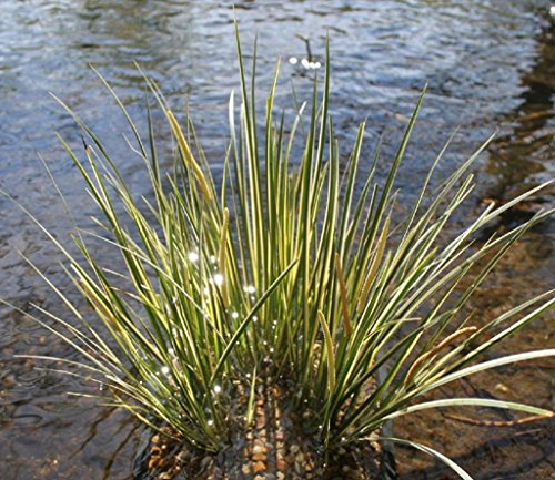 WASSERPFLANZEN WOLFF - Acorus gramineus - winterhart - Zwergkalmus - Graskalmus - QUALITÄTSSTAUDE durchwurzelt im 9x9 cm Topf
