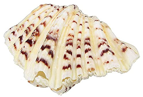 GaoF 10-15 cm Artisanat Naturel Gros Coquillages ameublement Marin mer décor palourde géante Grande conque Aquarium Ornements Coquille conque Coquille décor