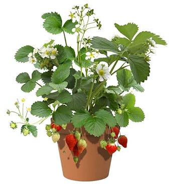 Planta Frutal Natural Ideal para Cultivar Fresas Frescas en el Jardín de Su Hogar