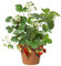 Planta Frutal Natural Ideal para Cultivar Fresas Frescas en el Jardín de Su Hogar