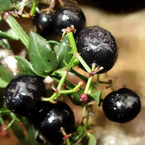 goji beeren schwarz für sonnige plätze goji beeren, gartendeko für draußen bonsaibaum, schnell wachsende sträucher obstbaum 300samen