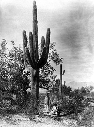 Saguaro Fruit Gatherers Ntwo Pima Women Gathering Fruit From A Saguaro Cactus In The Arizona Desert Photographed By Edward S Curtis C1907 Poster Print by (24 x 36)