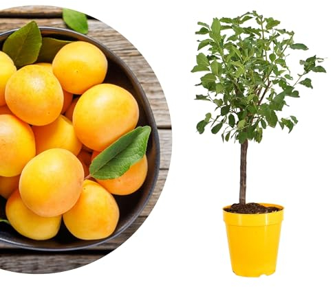 Meine Orangerie - Zwergobst Stämmchen Pflaume - gelbe Zwergpflaume - Höhe inkl. Topf ca. 80-90cm - winterharter Pflaumenbaum für Garten, Balkon oder Terrasse im Ø22-24cm Topf