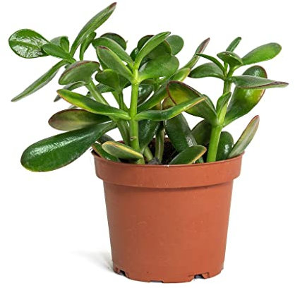Crassula Ovata DECOALIVE Planta Suculenta Natural Árbol de Jade, 8436601573681