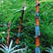 Haloppe 100 Pz Semi Di Piante Di Bambù Per La Piantagione Del Giardino Di Casa, Phyllostachys Pubescens Semi Di Bambù Piante Da Giardino Di Casa Ornamentali Semi di bambù Tinwa