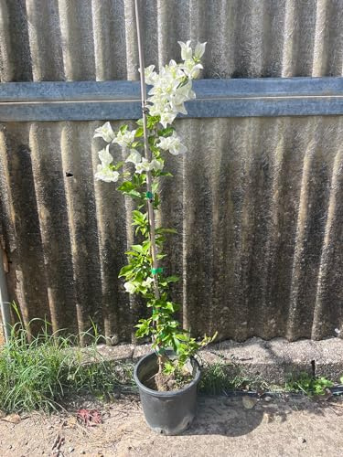 Piante di Bouganville, colori mix, piante in vaso 16cm, H80-120cm. Rampicanti fioriti (Viola (Sanderiana))