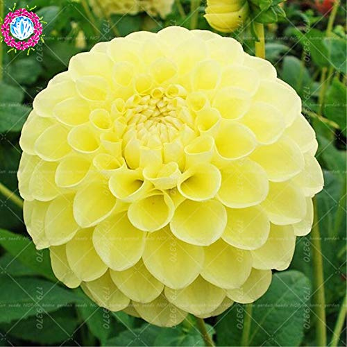 Graines de fleurs de dahlia fraîches à planter jaune clair paquet de 100 graines
