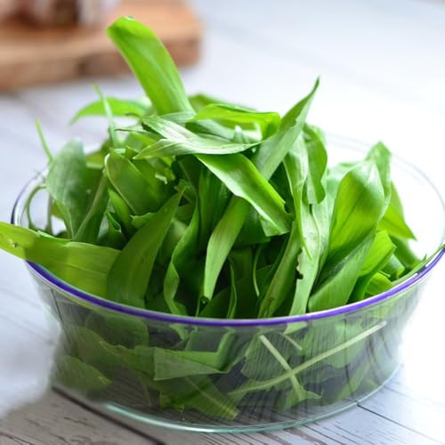 Comprar y semillas de ajo silvestre, interior ajo silvestre orgánicas medicinales, tradicionales raras, 60pcs