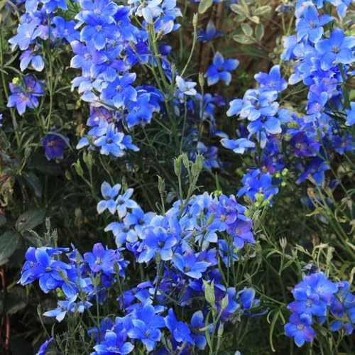 semi resistenti di delphinium, giardino roccioso di delphinium di perenni resistenti rare, balcone 500pcs