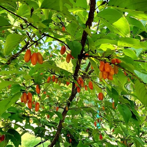 kornelkirsche zimmerbonsai bonsai bonsai bäumchen kaufen kräutergarten säulenobstbäume obstpflanzen balkon hochbeet obstbaum hochbeete für garten obstsamen dekopflanze pflanzenkübel 120samen
