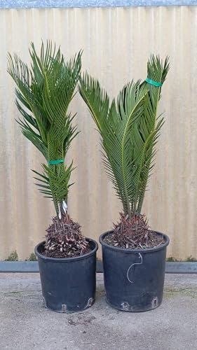 Set di 2 Piante di Cycas Revoluta, Palma Nana Viva in Vaso, Altezza 60-80 cm, Vaso 24 cm