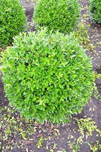 japanische Hülse Ilex crenata Blondie ® Kugel 35-40 cm mit Ballen