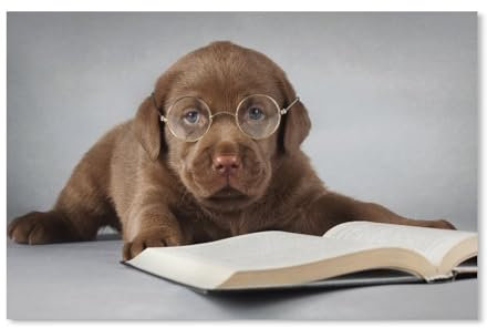 Labrador-Hund, braun, liest EIN Buch, Brille，Puzzle 1000 Teile für Erwachsene, Klassische Puzzle Teenager Jungen Mädchen Puzzle Puzzles Spiele Pädagogisches Geschenk Home Decor（50x70cm）-58