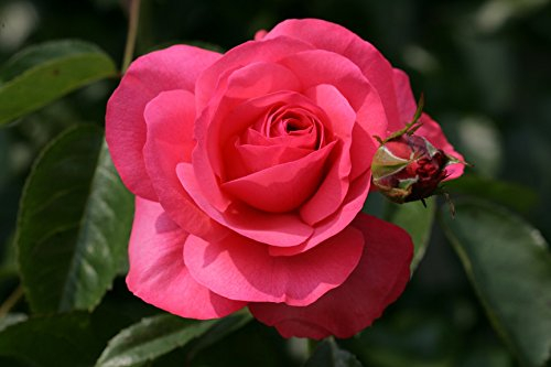 Kletterrose Rosanna im 7 Liter Rosentopf