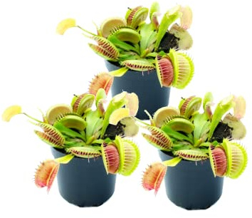 Plantas Venus Atrapamoscas DECOALIVE Pack 3 Plantas Que Comen Insectos Dionaea Muscipula