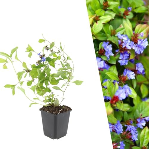 Plants by Frank | 24 Plantes de plumbago | Ceratostigma plumbaginoides | Couvre-sol rustique | Plantes de rocaille à fleurs | Vivaces | Port buissonnant | Plantes d’extérieur | Jardin