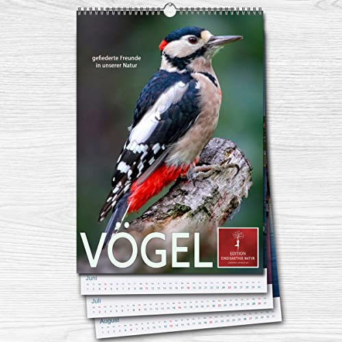 Startmonat frei wählbar! Vögel - gefiederte Freunde in unserer Natur Kalender DIN A3 2023/2024 | Aktueller 12 Monatskalender für Jahr 23/24