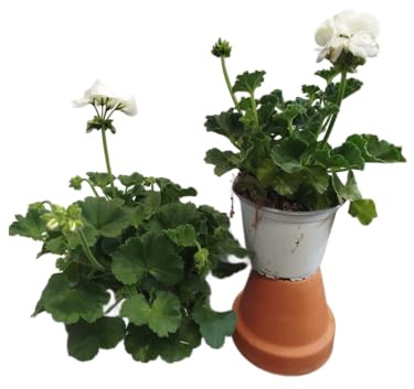 Geranio Blanco |Pack 2 Unidades |DECOALIVE | Geranios con Flores Blancas