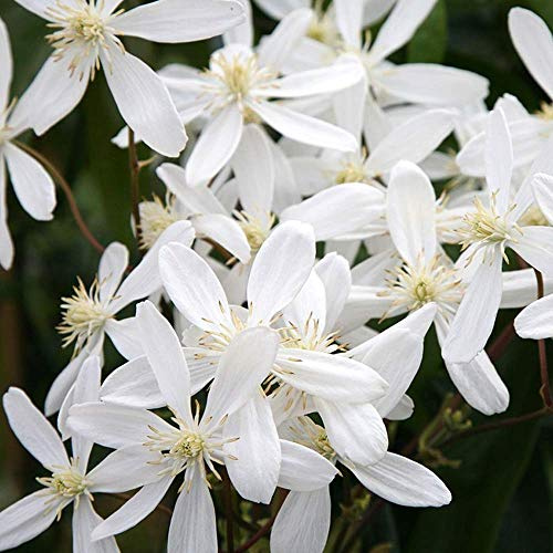 GardenersDream Clematis Armandii - Immergrüne Kletterpflanzen Winterhart - Duftende Clematis Winterhart Mehrjährig Pflanze - Winterharte Pflanzen für Garten