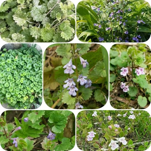 Semillas de hiedra terrestre - resistentes para jardines de rocas verano para lugares soleados semillas silvestres cobertura del suelo variedades 300pcs