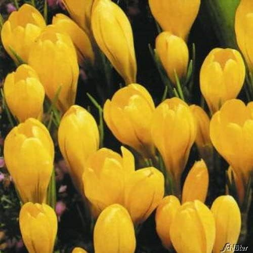Krokus Zwiebeln Golden Yellow - 10 Blumenzwiebeln (Crocus) | Krokusse zum Pflanzen, mehrjährig, winterhart mit Blumen-Blüten in gold-gelb