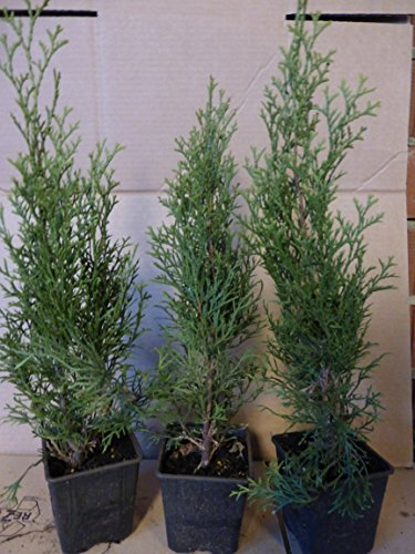 Thuja Lebensbaum Smaragd Topfballen 30-35 cm 75 St. Hecke Heckenpflanze