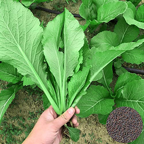 AchidistviQ 3000Pcs Gemüsesamen, Weißer Stamm Chinakohlsamen Pakchoi Samen Frisches Grünes Gemüse Gartenpflanzensamen Pak Choi Samen