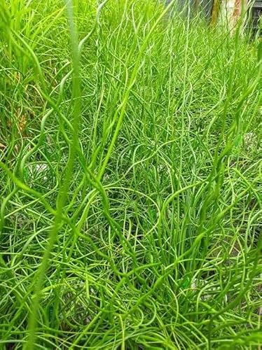 Lincolnshire Pond Plants Ltd - Marginal Aquatic Pond Plant - (Juncus Effusus 'Spirals') - 1Ltr Potted