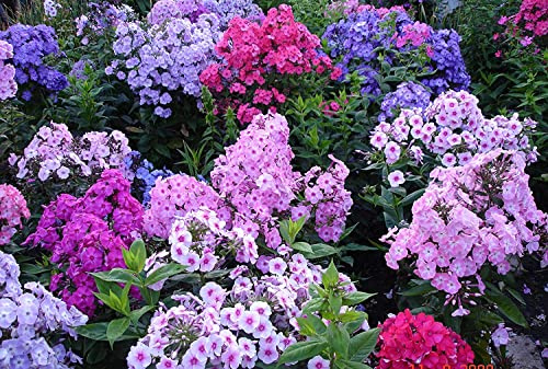 Mixed Color Phlox Seeds for Planting - Creeping Ground Cover - Popstars Phlox Creeping Carpet Plants (200 Seeds)