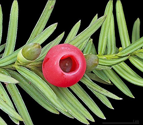 Tree Seeds Online - Taxus Baccata- Old English Yew - 10 Packs