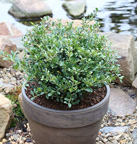 10x Niedriger Bergilex Stechpalme 10-15cm - ilex crenata - lebende Gartenpflanze aus den Baumschulen