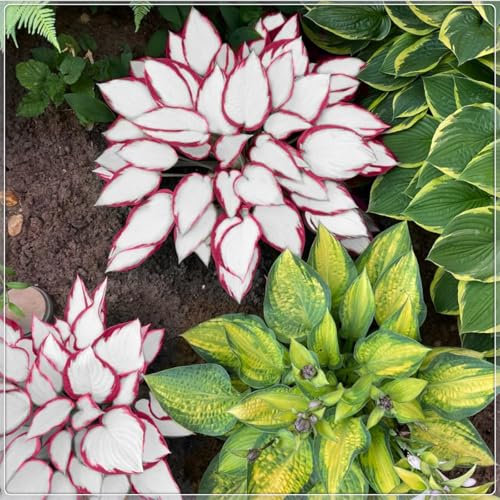 Flowering Rhizome,Excellent Display, Easy to Plant, Wedding Flowers, Hostas for Planting, Greening Flower,Hosta Rhizome，Indoor or Outdoor-4 Bulbs-H