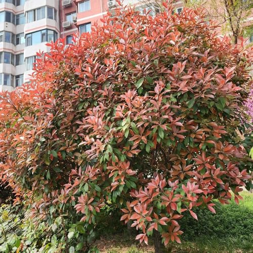 Semillas de photinia Red Robin, decorativas, jardín, balcón, extremadamente resistente. hoja perenne, 150pcs