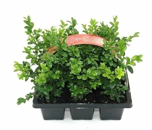 olika buxbom buxbomväxter i kruka Buxus (kula Ø ca 50 cm)