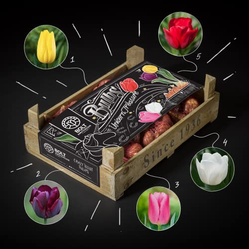 500x bulbi di tulipano “UNICORN TREASURE” box – 5 colori – Nuova raccolta – Bulbi da fiore olandesi di qualità – In reti biodegradabili – BOLT Amsterdam (5 pack)