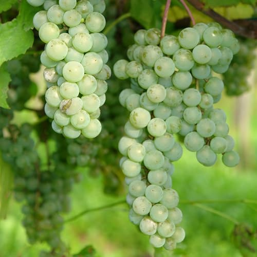 Weinrebe Interlaken (kernlos) 2L - Die leckerste Frucht unter den kernlosen Sorten