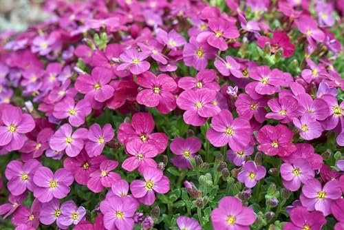 1000 Seeds/Pack – Aubrieta Ground Cover Collection – Cascade Blue, Cascade Red, Hybrida Mix – Perennial Rock Cress for Borders & Ground Cover. (Cascade Red)
