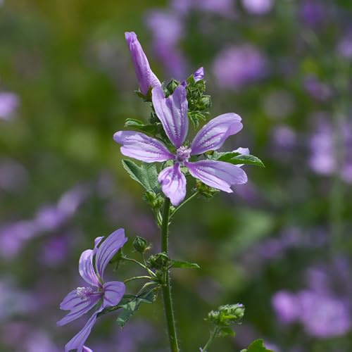 semi di malva, biologici per esterno Vecchie varietà resistenti giardino roccioso arredamento del soggiorno serre balcone 550pcs