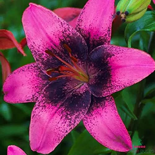 5 Blumenzwiebeln Asiatische Lilie rot  Purple Dream  bis 100cm *RARITÄT*