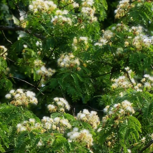 seidenbaum schlafbaum kaufen - bio winterhart deko garten 350samen