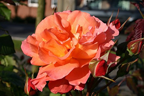 Strauchrose Westerland im 7 Liter Rosentopf