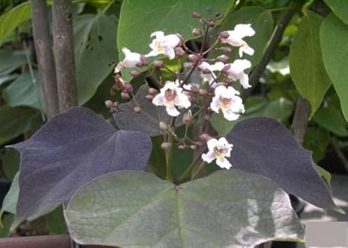 Catalpa erubescens Purpurea - Trompetenbaum - Bohnenbaum 40-60