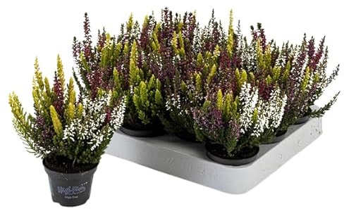Calluna Planta Exterior - Arbusto Mediterráneo Resistente Mix Color