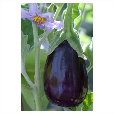 American USA Heirloom Heritage Aubergine Eggplant Seeds. Black Beauty. Certified Organic Grower